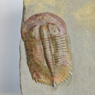Museum Grade Monkaspis Trilobite,  Upper Cambrian,  Shandong,  China