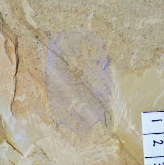 Museum Grade Kuamaia Lata Arthropod Fossil,  Lower Cambrian,  Chengjiang,  China