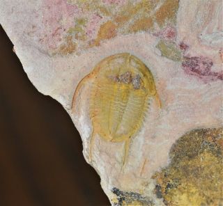 Stunning Guangxiaspis Trilobite Fossil,  Upper Cambrian,  Guole Biota,  China