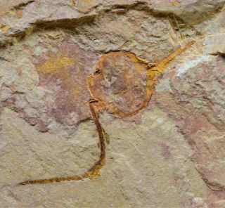 Rare Undescribed Carpoid Echinoderm Fossil,  Upper Cambrian,  Guole Biota,  China