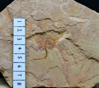 RARE Undescribed Carpoid Echinoderm Fossil,  Upper Cambrian,  Guole Biota,  China 2
