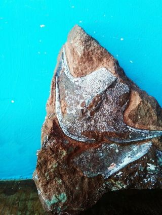 Victoraspis Longicornualis,  Rare Lower Devonian Armored Fish,  Agnatha,  Fossilero