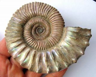 Ammonite Peltoceras,  Big Rare Sample.  Russia,  4.  2 Inches.