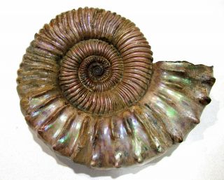 Ammonite Peltoceras,  big rare sample.  Russia,  4.  2 inches. 3