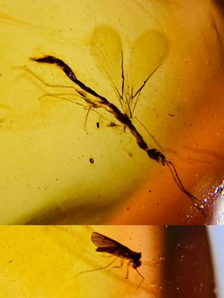 Serphoidea Wasp Bee&fly Burmite Myanmar Burmese Amber Insect Fossil Dinosaur Age