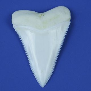 One (1) 1.  8 Inch Natural Principle Upper Great White Shark Tooth (1 Pc,  Random)