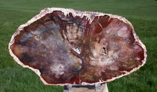 Sis: Rare & Mysterious Madagascar Petrified Wood Round - Rhexoxylon Africanum