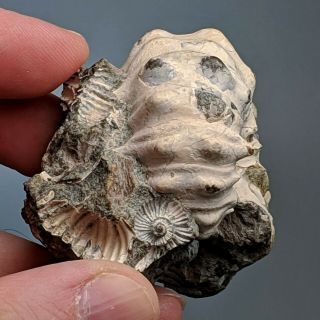 5,  4 cm (2,  in) Ammonite Epicheloniceras cretaceous aptian Russia fossil ammonit 3
