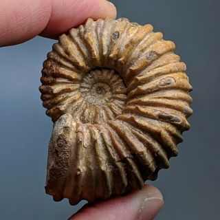 5,  1 Cm (2 In) Ammonite Procheloniceras Cretaceous Aptian Russia Fossil Ammonit