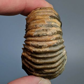 5,  1 cm (2 in) Ammonite Procheloniceras cretaceous aptian Russia fossil ammonit 2