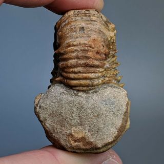 5,  1 cm (2 in) Ammonite Procheloniceras cretaceous aptian Russia fossil ammonit 3