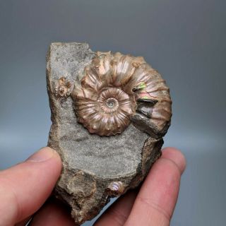 4,  1 cm (1,  6 in) Ammonite Nodosohoplites with injury cretaceous Russia ammonit 2
