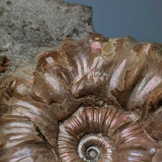 4,  1 cm (1,  6 in) Ammonite Nodosohoplites with injury cretaceous Russia ammonit 3