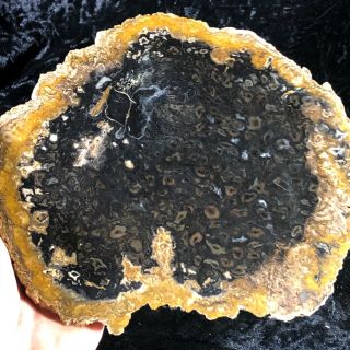 Rare Petrified Wood Psaronius Tree Fern,  Athens County,  Ohio Carboniferous 7.  75” 3