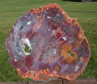 Sis: Purple Pulchritude 13 ",  Arizona Petrified Wood Conifer Round W/ Geode