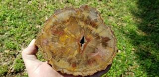 Araucaria Conifer Madagascar Petrified Wood Slab Polished U.  V.  Reactive