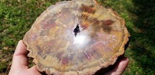 Araucaria conifer Madagascar petrified wood slab polished u.  v.  reactive 2