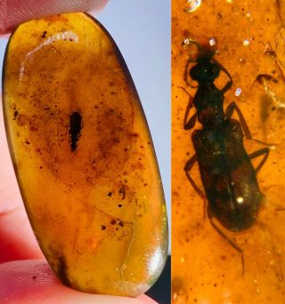 3.  65g Coleoptera Beetle Burmite Myanmar Burmese Amber Insect Fossil Dinosaur Age