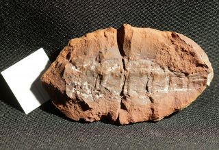 Big Extremely Rare Carboniferous Fossil Scorpion In Mazon Creek Like Nodule Half
