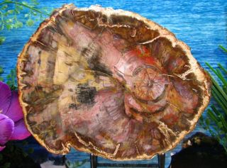 Petrified Wood Complete Round Slab W/bark Purple Pink Green Orange Explosion 7 "