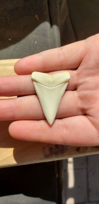 1 1/2 Inch Modern Great White Shark Tooth Perfect Shape