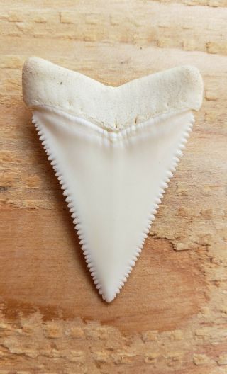 1 1/2 inch Modern Great White shark tooth Perfect Shape 3