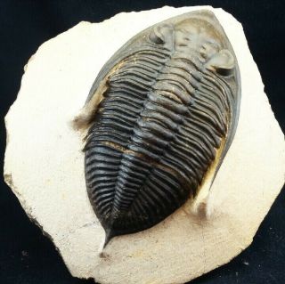 Fossil Trilobite Zlichovaspis Rugosa Odontochile Devonian Morocco 100 Natural