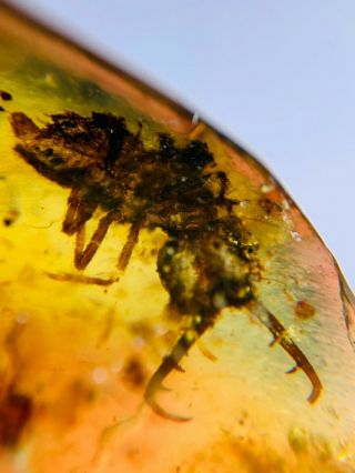 Neuroptera Ascalaphidae Larva Burmite Myanmar Amber Insect Fossil Dinosaur Age