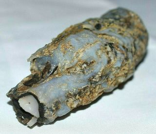 Cut & Polished Petrified Agatized Wood Limb Casting Found West Central Wyoming 2