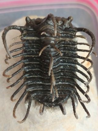 Fossil Trilobite Koneprusia From Divonian Morocco 100 Natural