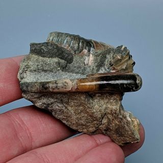 4,  2 cm (1,  7 in) heteromorphic Ammonite Ptychoceras cretaceous Russia ammonit 2