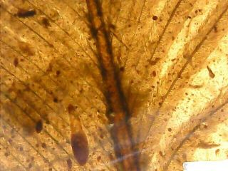 Pristine Ancient Feather Wing Fossil,  In Burmite Amber,  Dates 98myo