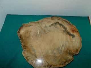 Petrified Wood Polished Full Round Slab With Bark - - 13.  25 " X 5/8 " X 12 "