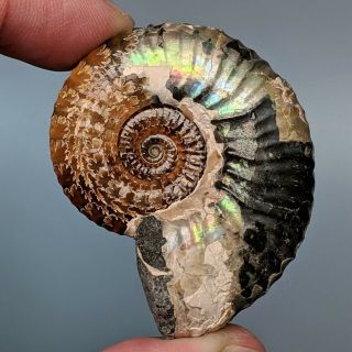4,  9 Cm (1,  9 In) Ammonite Acanthoplites Cretaceous Aptian Russia Fossil Ammonit