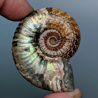 4,  9 cm (1,  9 in) Ammonite Acanthoplites cretaceous aptian Russia fossil ammonit 2