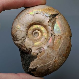 7 Cm (2,  8 In) Ammonite Puzosiella Cretaceous Aptian Russia Fossil Ammonit