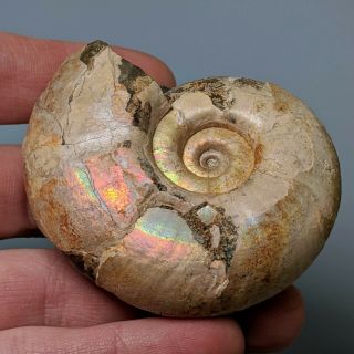 7 cm (2,  8 in) Ammonite Puzosiella cretaceous aptian Russia fossil ammonit 2