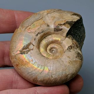 7 cm (2,  8 in) Ammonite Puzosiella cretaceous aptian Russia fossil ammonit 3