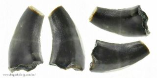 Micro Tooth (theropod Indet. ) - Dragoshells - Jp - Fossils Of Portugal