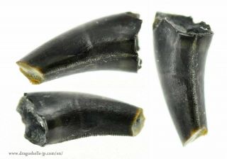 MICRO TOOTH (Theropod indet. ) - dragoshells - jp - Fossils of Portugal 2