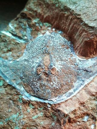 Stensiopelta Pustulata,  Devonian Armored Agnatha,  Jawless Fish Fossil,  Fossilero