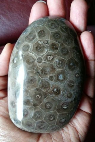 Petoskey Stone Polished Very Rare Large Eyes