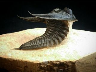 Fossil Trilobite Zlichovaspis Rugosa (odontochile) Devonian Morocco Natural
