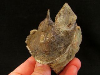 Rare double specimen of Devonian armored fish Wladysagitta 3