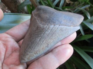 Fossil Megalodon Shark Tooth South Carolina Usa 3.  7inch