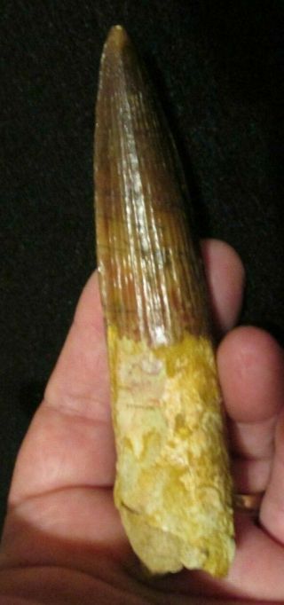 World Class Spinosaurus Fossil Dinosaur Tooth Cretaceous Morocco 4 1/2 Inches