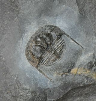 Ultra Rare Perfect Cryptolithus Tessellatus,  Upper Ordovician,  Quebec,  Canada