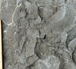 Ultra Rare Triarthrus Trilobite Swarm,  Upper Ordovician,  Quebec,  Canada