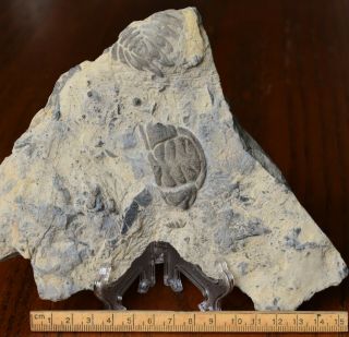 Massive Pseudomera Trilobite Head Fossil,  Middle Ordovician,  Nevada