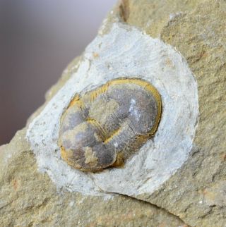 Rare Killer Undescribed Illaenid Trilobite Fossil,  China,  Upper Ordovician
